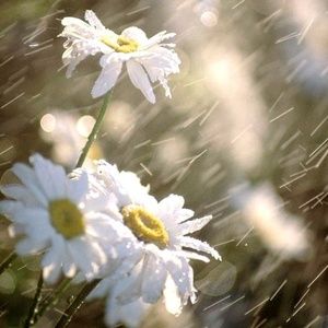 Meet your Posher, Desiree